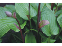 Hosta 